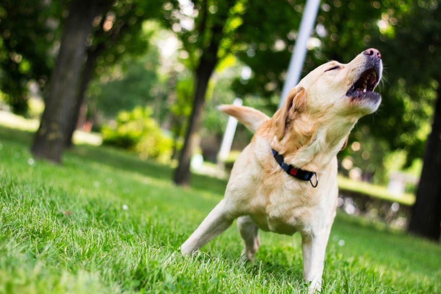 Labrador Dog Barking At City Park