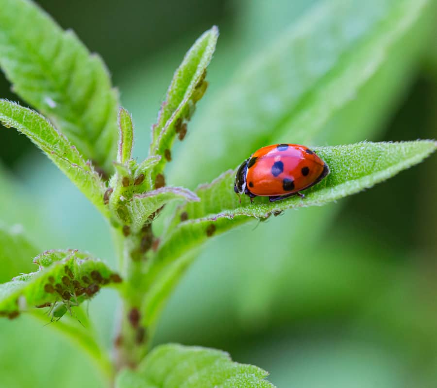 Ladybug On Verbena Leafs Eating Aphids