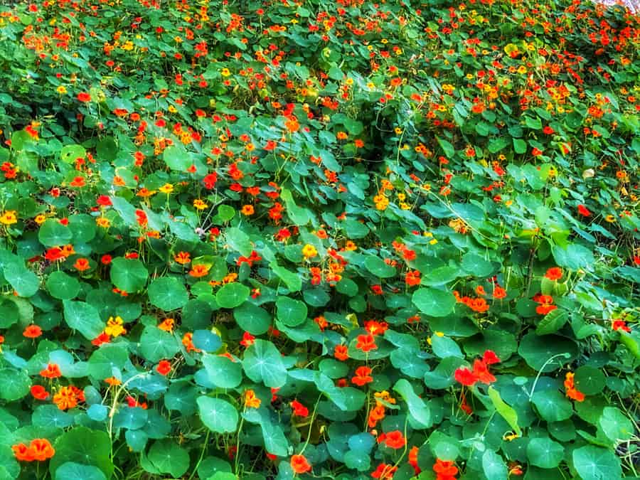 Landscape Of Nasturtium