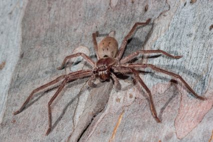 Large Huntsman Spider Resting
