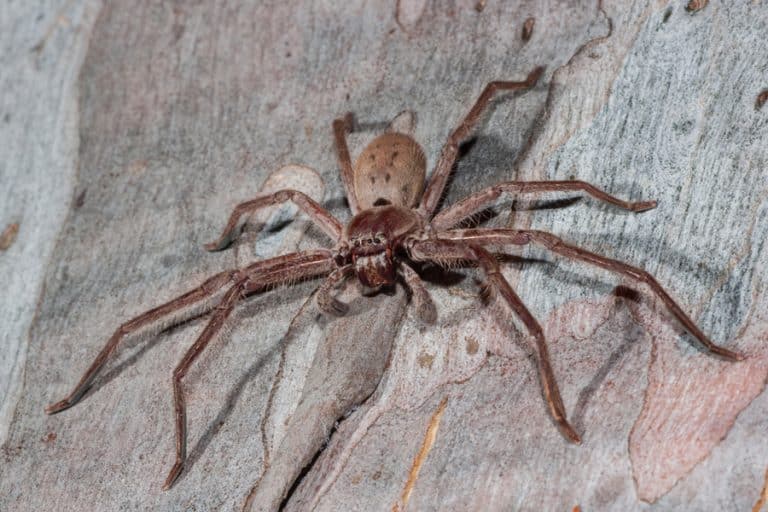 How Do Huntsman Spiders Get in Your House? BeatPests