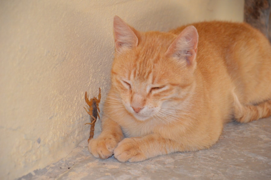 Leave Cats Close To The Scorpion Hideouts