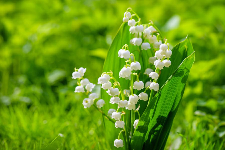 Lily Of The Valley