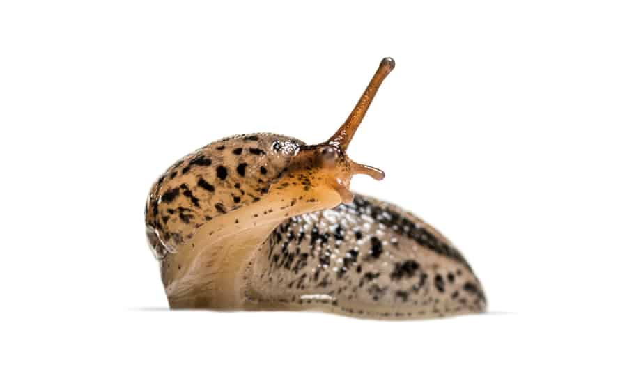 Limax Maximus, Literally, 'Biggest Slug', Known By The Common Names Great Grey Slug And Leopard Slug, In Front Of White Background
