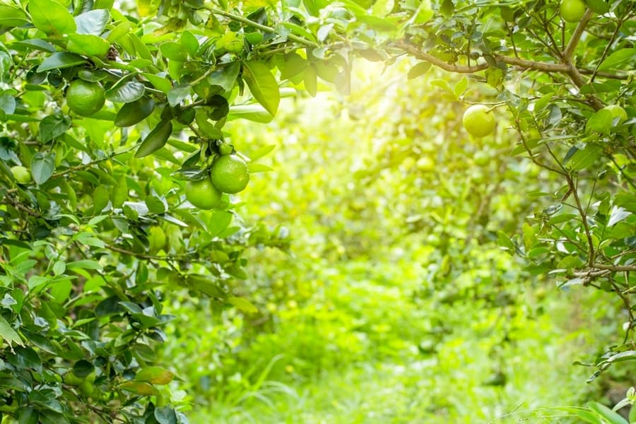 Limes Tree In The Garden Are Excellent Source Of Vitamin C