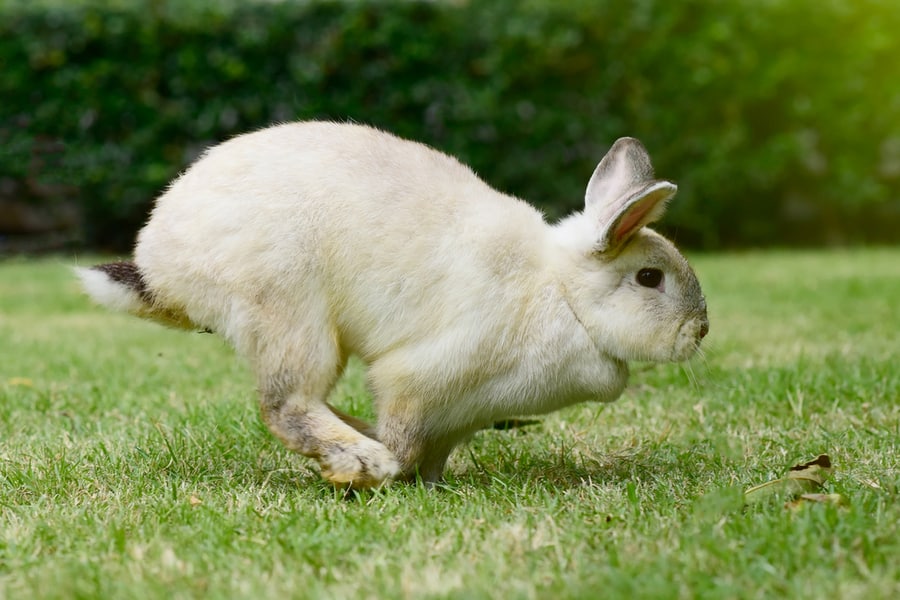 Little Rabbit Running On The Grass