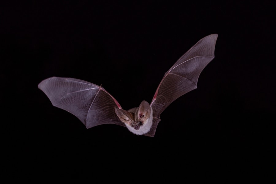 Long Eared Bat Night Flying