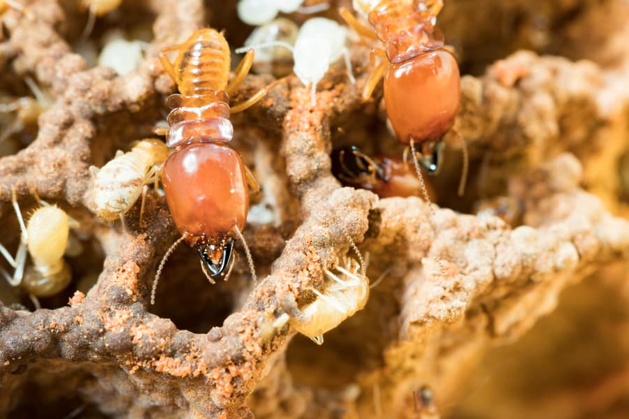 Macro Close Up Of Termites In Anthill