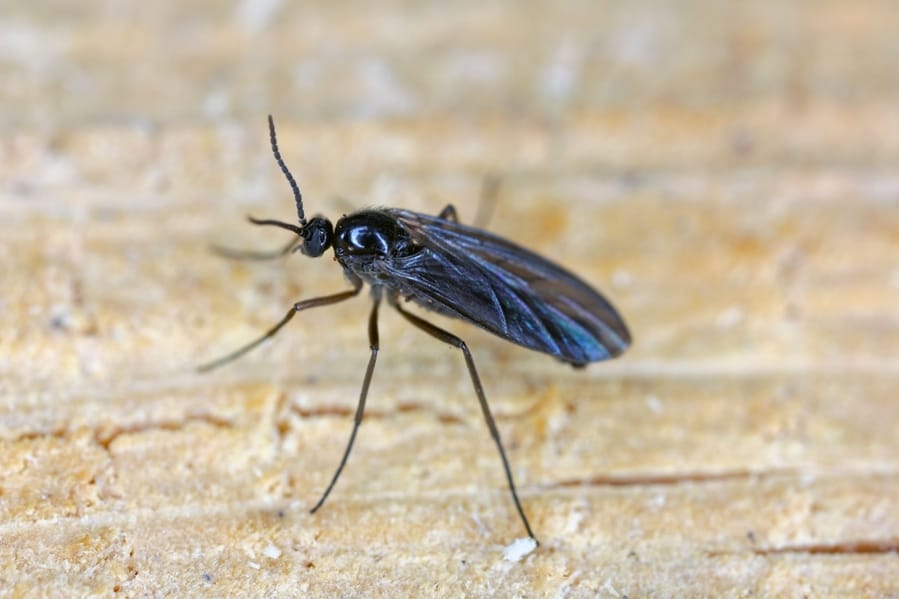 Macro Image Darkwinged Fungus Gnat