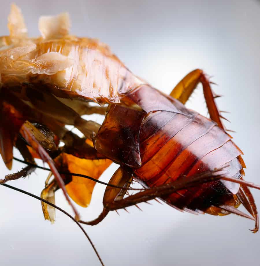 Macro Shot Of Skin Changing Stage Of A Cockroach