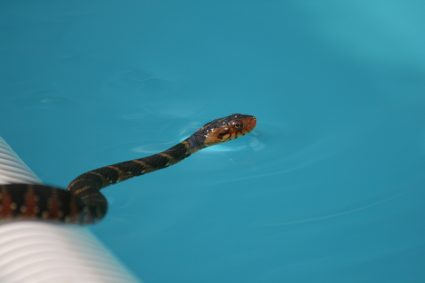 Magical Ways To Keep Snakes Away From Swimming Pools