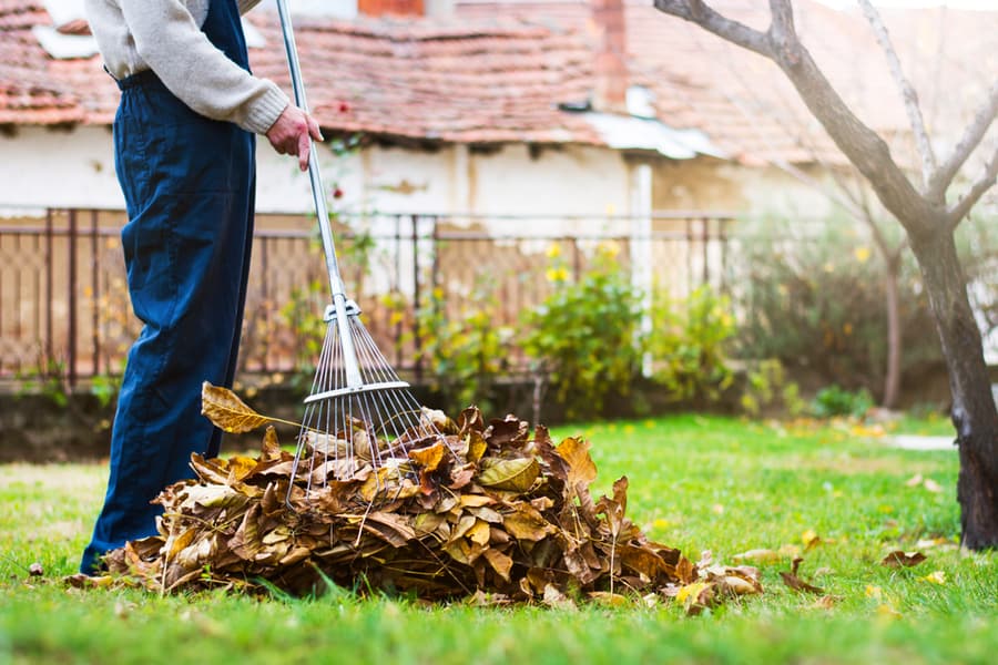 Man Collecting Fallen Autumn Leaves In The Home Yard