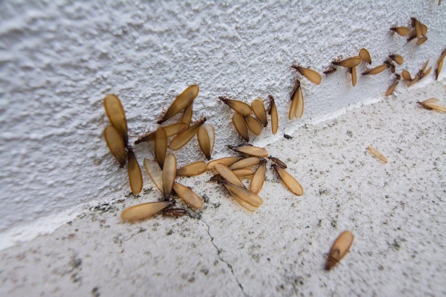 Many Alates Termite Winged Insect On The Floor.