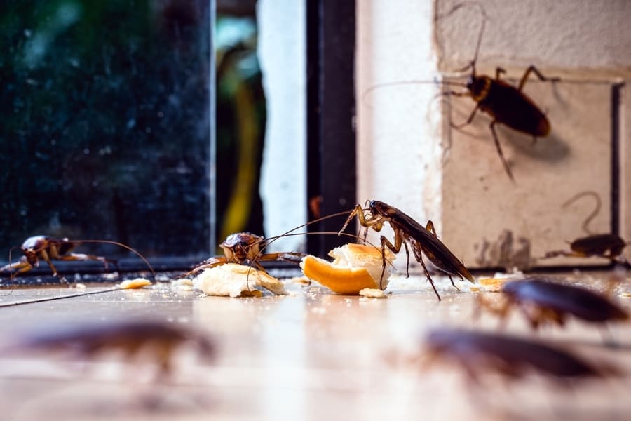 Many Cockroaches Coming Through The Door, Inside The Apartment