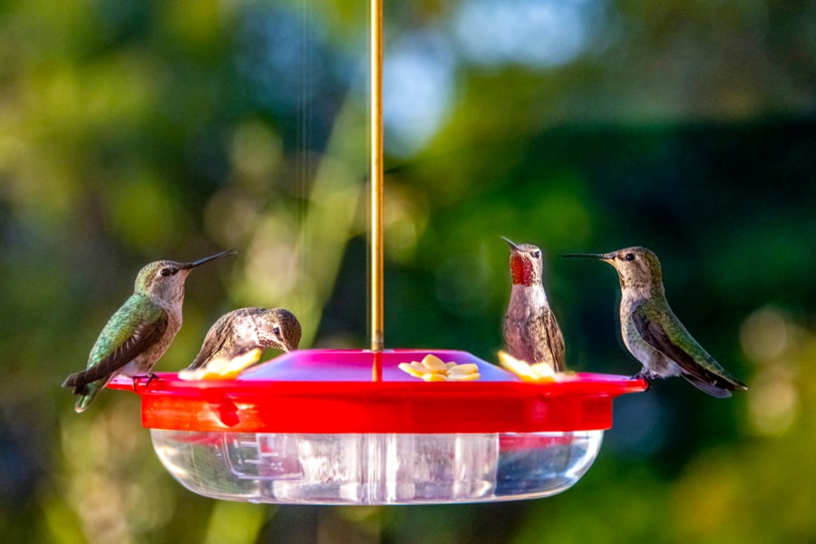 Many Hummingbirds On A Feeder