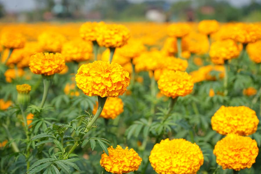 Marigold Crop