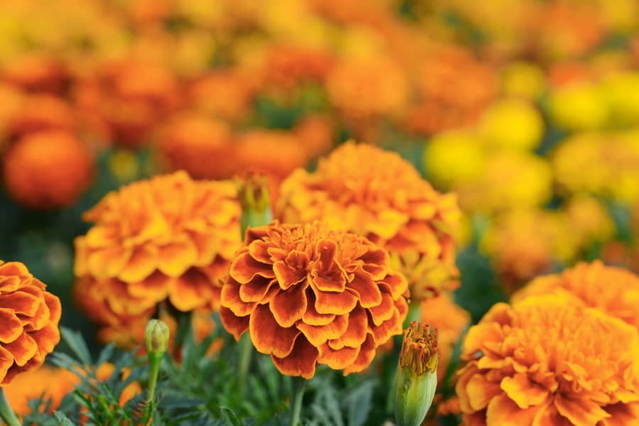 Marigolds