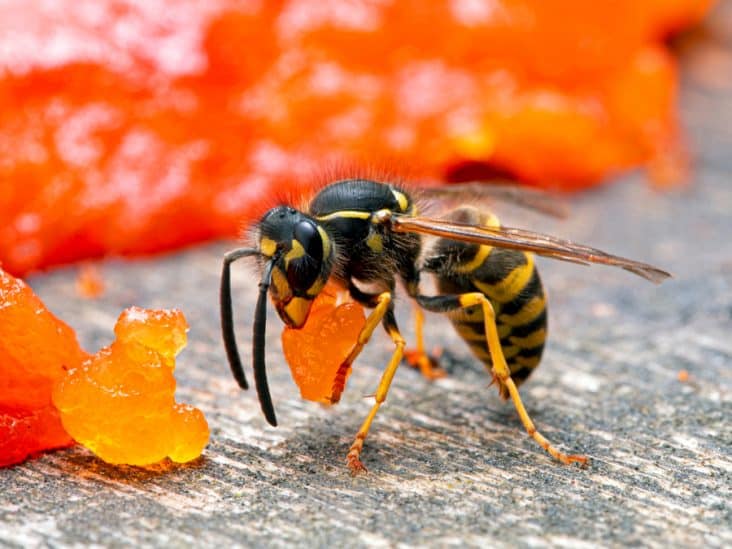 How To Keep Meat Bees Away | BeatPests