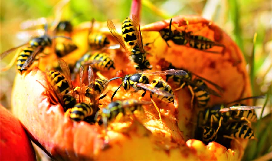 Meat Bees Eating Leftover Food