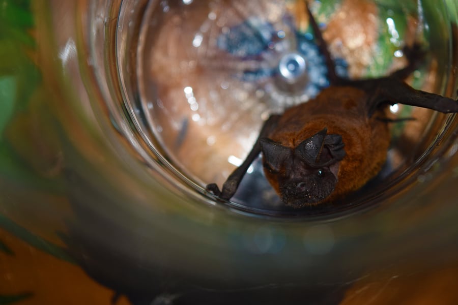 Micro Chiroptera (Echolocation Bat) Trapped In A Plastic Bottle