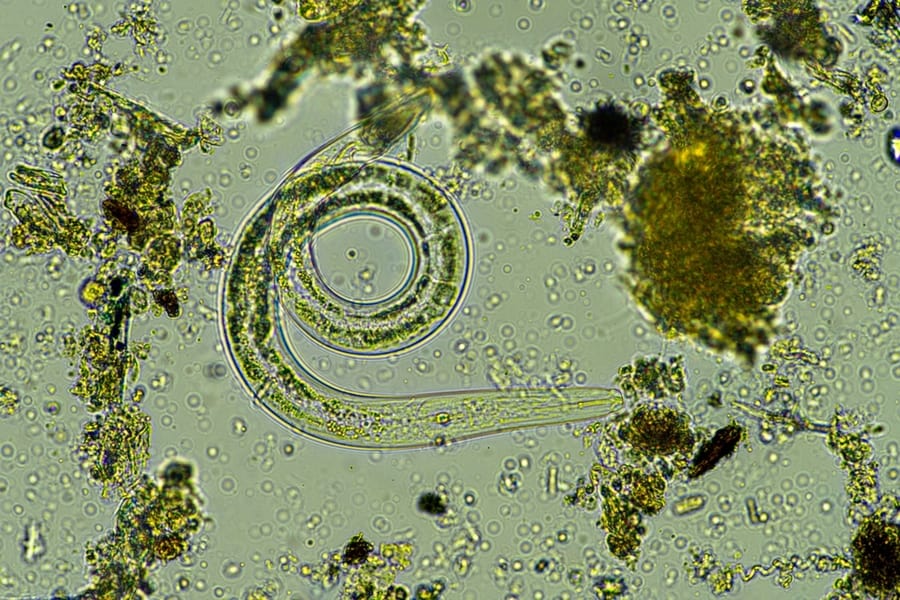 Microorganisms And Soil Biology