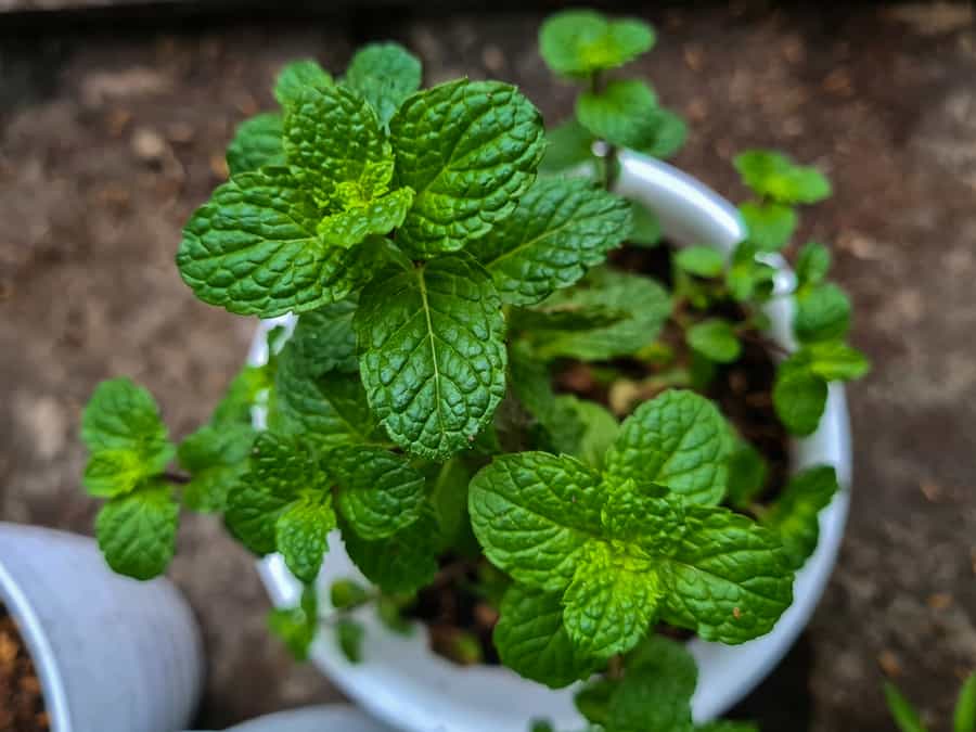 Mint Plant