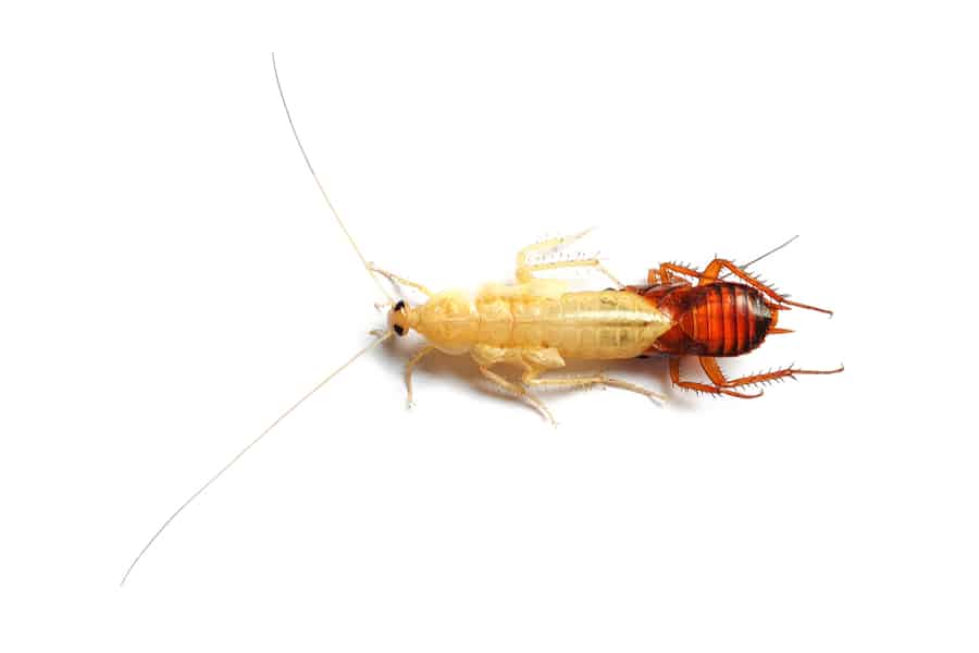 Molting Cockroach