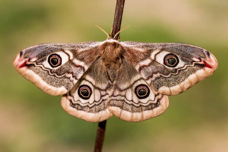 How To Keep Moths Away From Lights BeatPests
