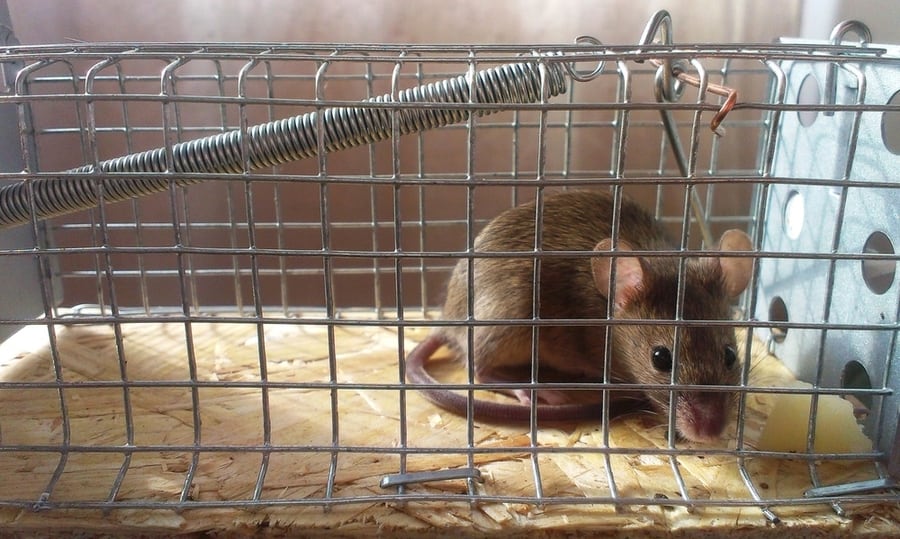 Mouse Caught In A Live Trap