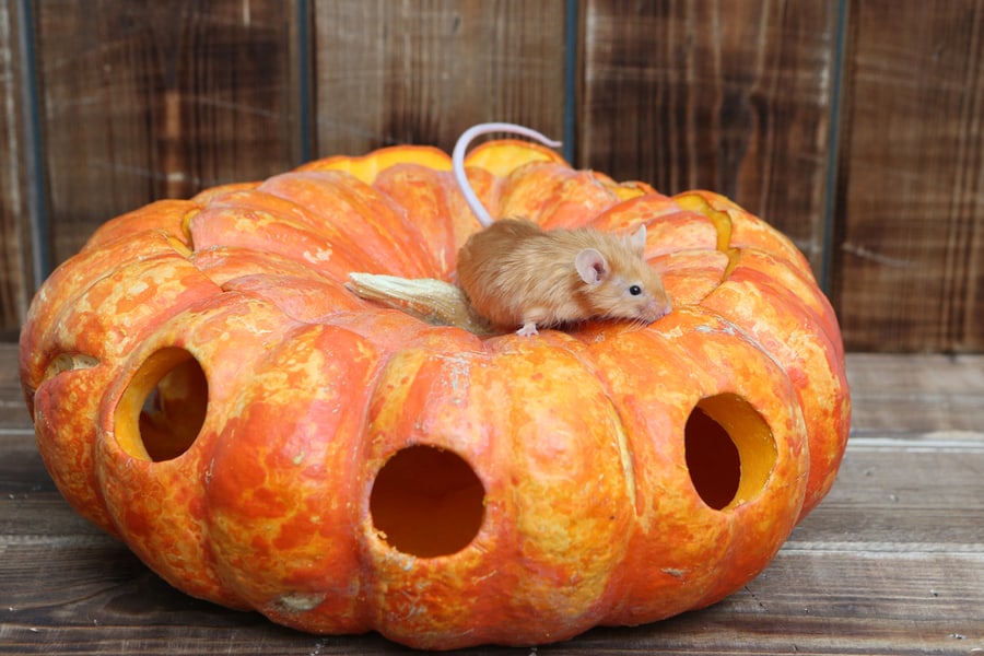 Mouse Sitting On The Pumpkin