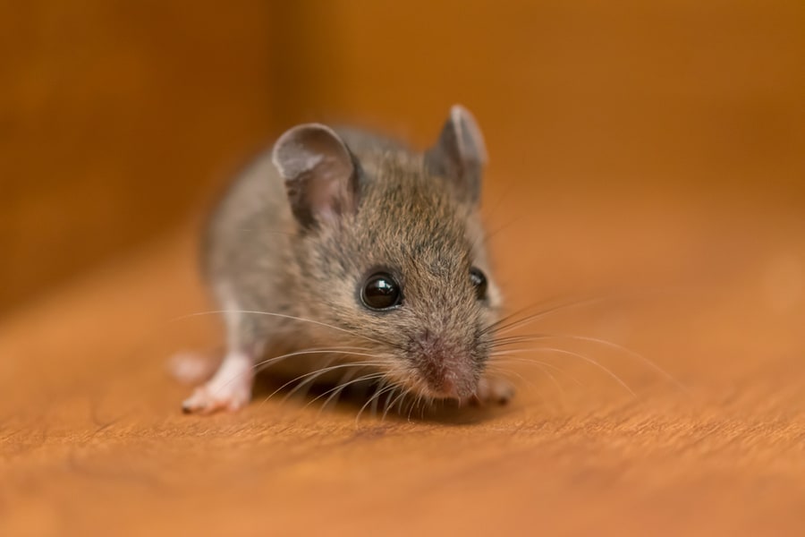 Mouse Mouse