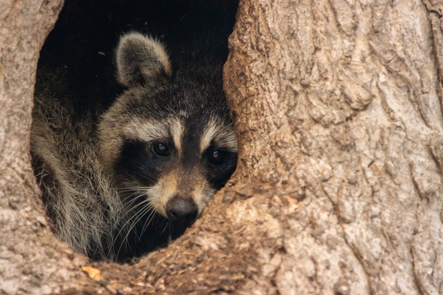 Napping Raccon Tree Hallow