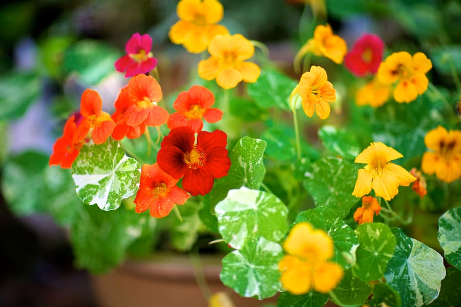 Nasturtium