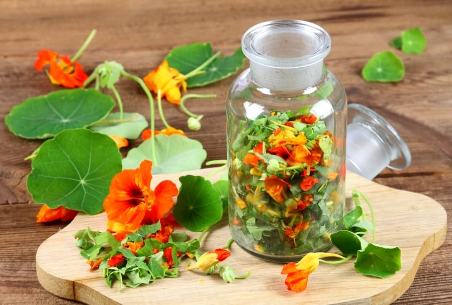 Nasturtium As Medicine