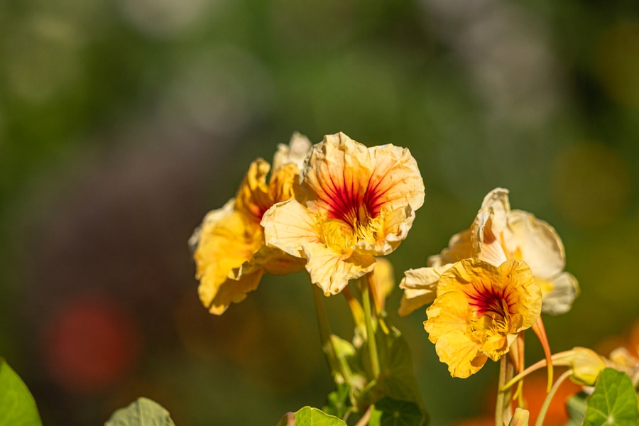 Nasturtium Blooming Under The Sun