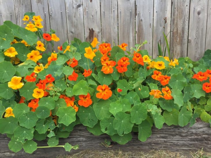 What Does Nasturtium Repel? BeatPests
