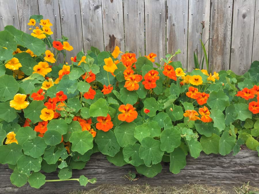 Nasturtium Garden