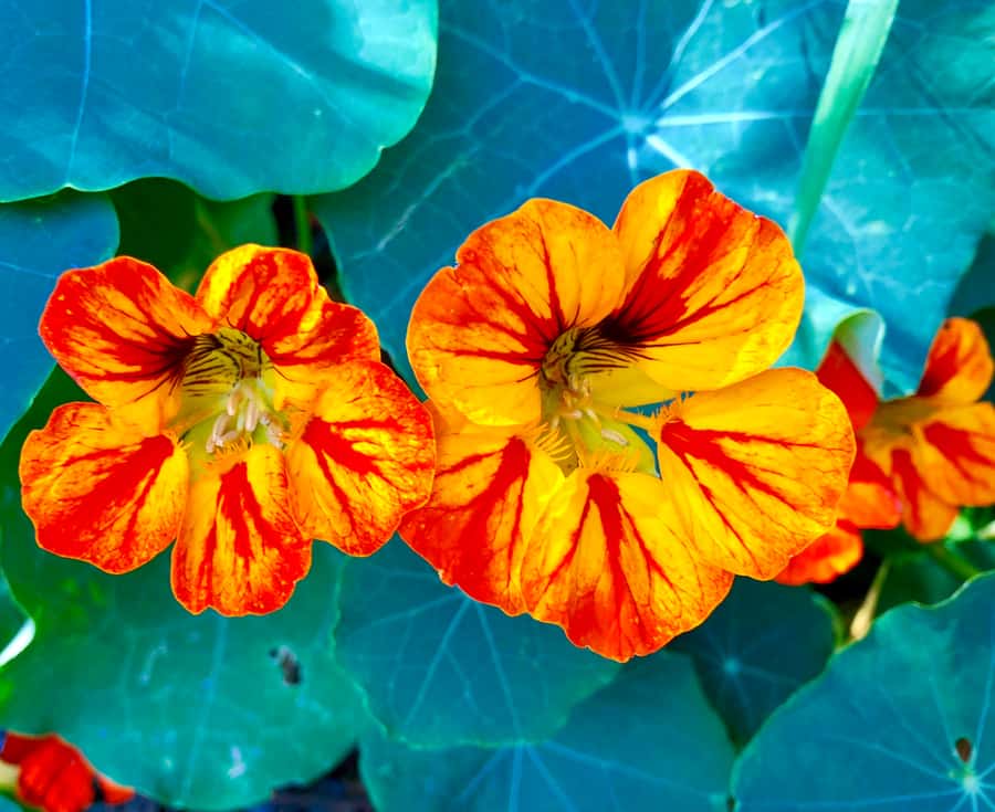 Nasturtium Repels Pest