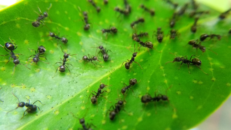 Natural Ant-Repellants