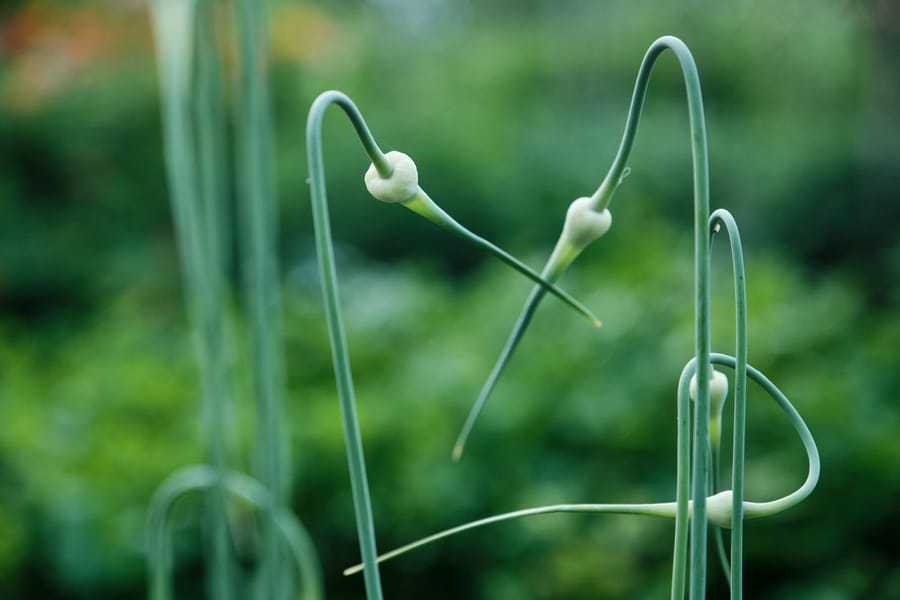 Node The Arrows Of Young Garlic