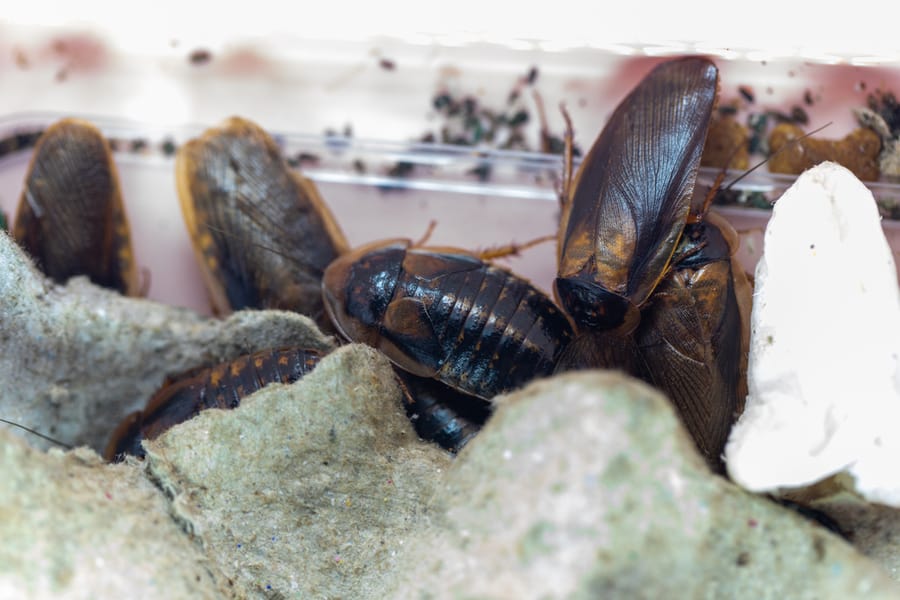 Orange Spotted Roaches In Labratory