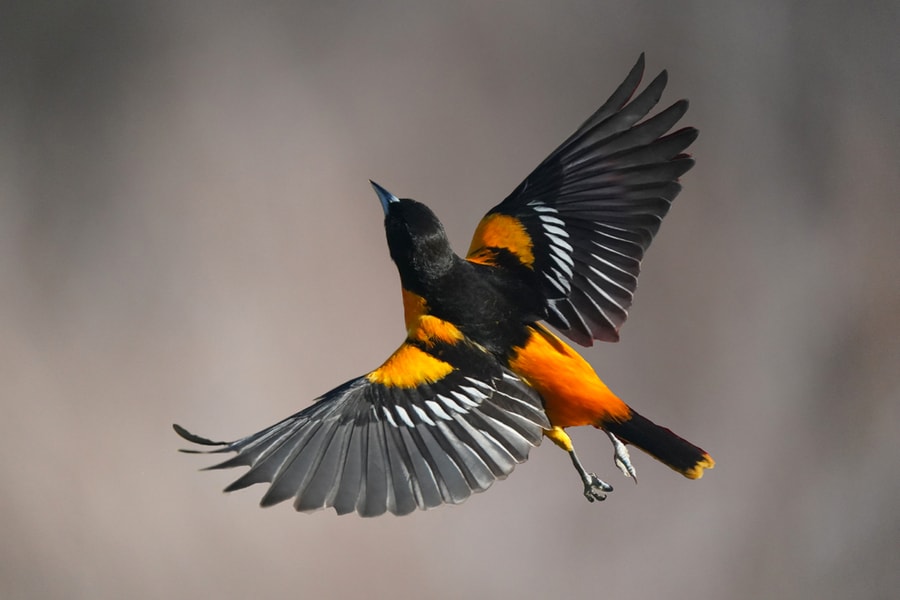 Oriole