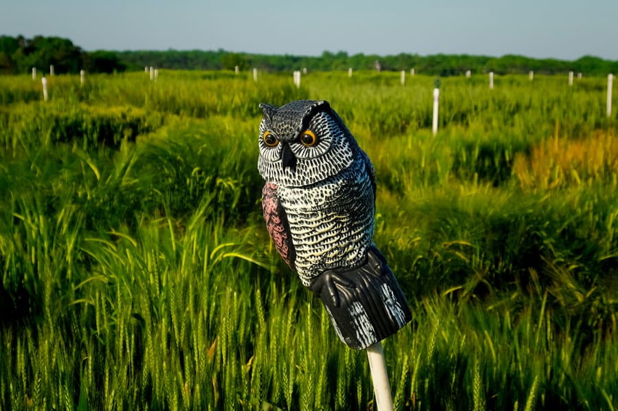 Owl Decoy Box