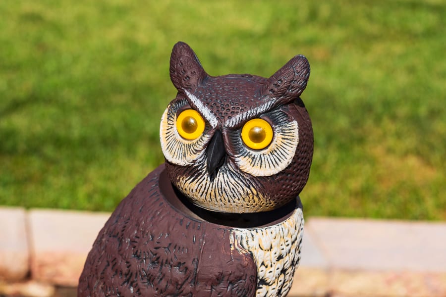 Owl Has Kept A Close Eye On The Garden