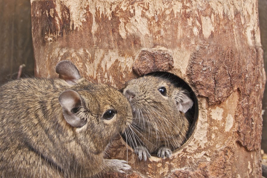 Pair Of Rats In Tree Hollow
