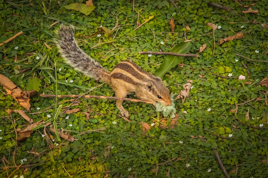 Palm Squirrel Eating Plastic