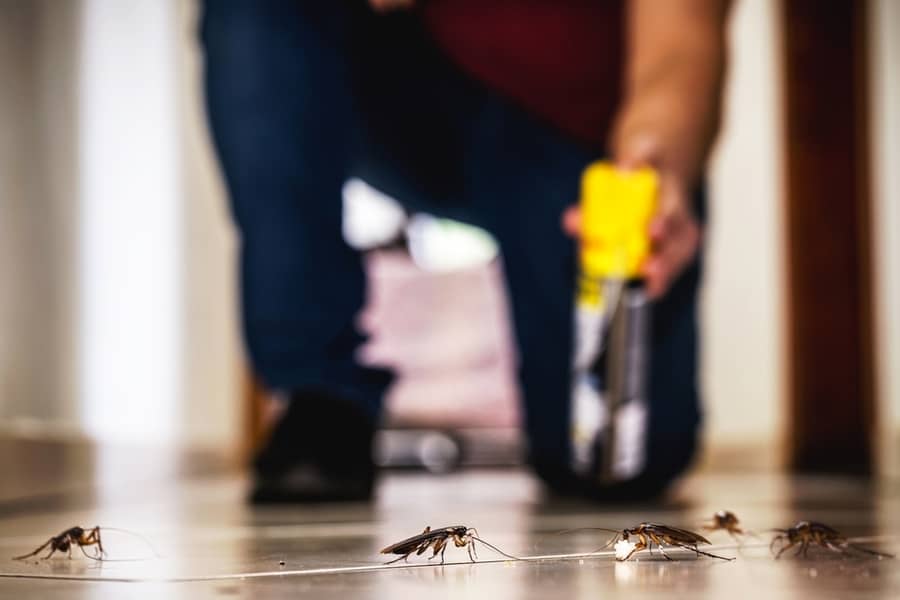 Person Killing Cockroaches With Poison Spray