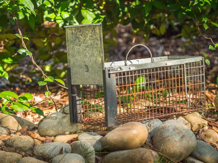 Pest And Rodent Removal Cage