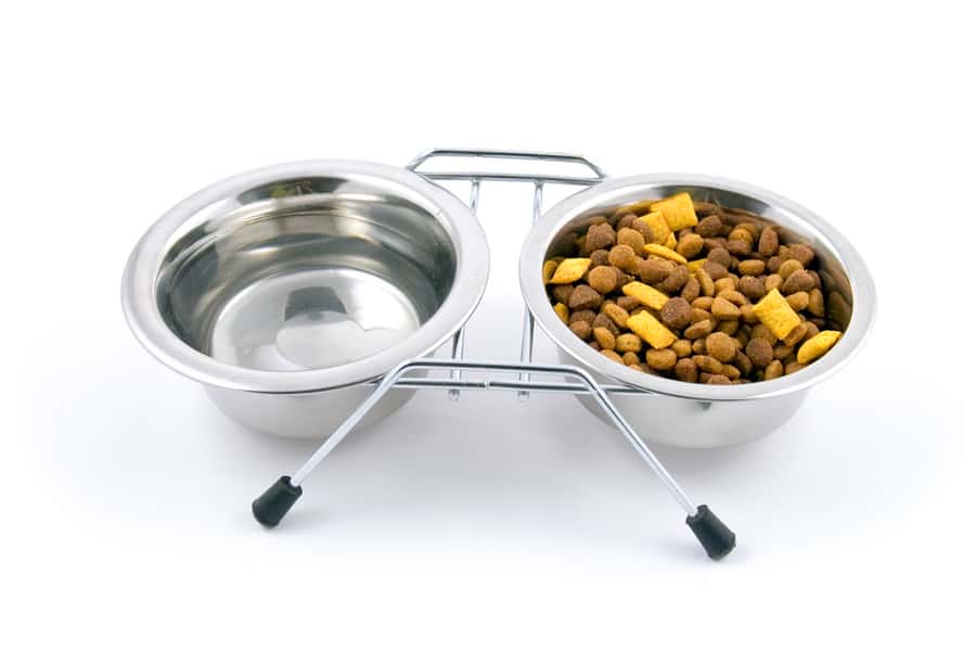 Pet Water Dishes