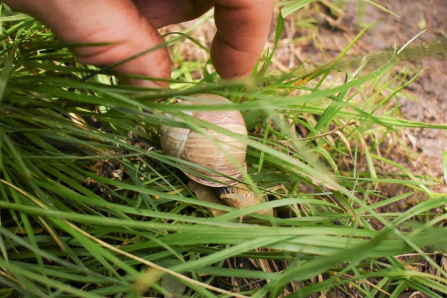 Picking Up Big White Snail With Hands